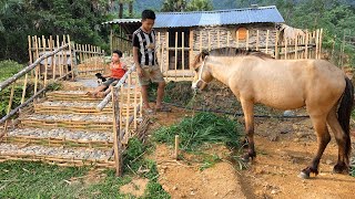 Orphaned boy Living an independent life in the forest herding horses cooking episode 104 [upl. by Church]