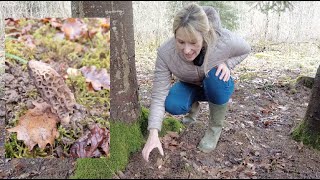 🍀 Tuto Nature du JHM  Comment trouver des morilles [upl. by Oap796]