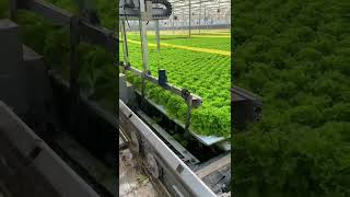 China hydroponic farming 中国水培农业 chinainnovation chinatechnologyagriculture agrotech [upl. by Assert]