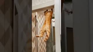 Orange cat behaviour cat pets funnypets funnycats shorts [upl. by Cai]