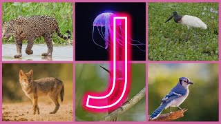 J Animals You Won’t Believe Exist [upl. by Shipman]