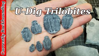 Cambrian Trilobites  Attempting My First Fossil Preparation [upl. by Lombard]