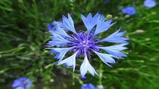 Propiedades Medicinales del aciano Centaurea cyanus [upl. by Renrew]