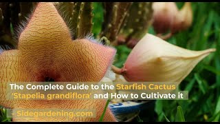 The Complete Guide to the Starfish Cactus Flower Stapelia grandiflora and How to Cultivate it [upl. by Ellennahc]