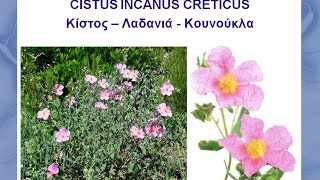 CISTUS ΕΝΑΣ ΑΠΟΤΟΞΙΝΩΤΙΚΟΣ ΘΥΣΑΥΡΟΣ [upl. by Aniluap]