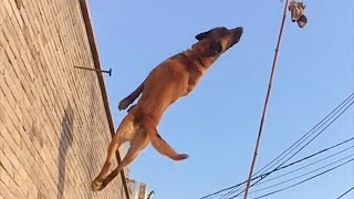 Belgian Malinois wall jumping [upl. by Ainoda629]