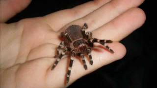 Slide show Growth of my Acanthoscurria geniculata Giant White Knee [upl. by Ahsaetal]