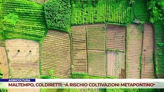 AGRICOLTURA MALTEMPO COLDIRETTI quotA RISCHIO COLTIVAZIONI METAPONTINOquot [upl. by Marcel]