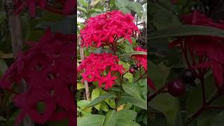 Jungle Geranium  Ixora coccinea flowers shorts [upl. by Pejsach]