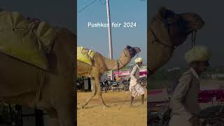 pushkar fair [upl. by Nnyleitak]