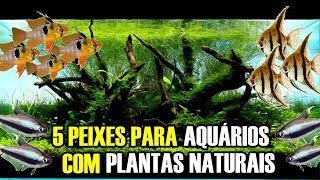 5 PEIXES PARA AQUÁRIOS PLANTADOS [upl. by Akoek]