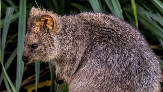 Quokkas in der Wilhelma Stuttgart [upl. by Rahmann]