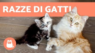 Come sapere la RAZZA del tuo gatto 🐱 GUIDA SU TUTTE LE RAZZE DI GATTI [upl. by Hattie841]