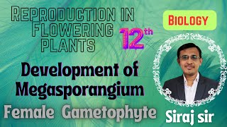 Megasporogenesis Class 12Development of Female Gametophyte Embryo Sac [upl. by Aimak]