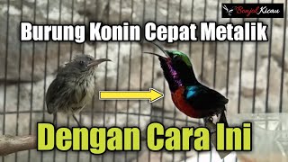 Tips Agar Burung Konin Cepat Mutasi Dari Ijoan Sampai Metalik [upl. by Ame]