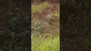 Tadoba Kolara gate buffer zhone tigerwildlife motivation swimming music [upl. by Kimmel]