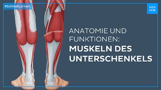 Unterschenkelmuskeln Anatomie und Funktion einfach erklärt  Kenhub [upl. by Endys]