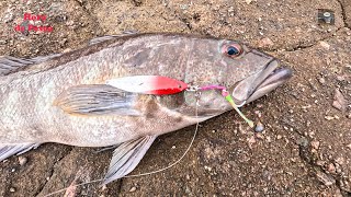 TECNICA Y SEÑUELOS para la PESCA de CABRILLAS  Shore jigging on rocks [upl. by Keeler]