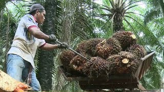 Malaysia works to combat environmental concerns about palm oil [upl. by Filahk]