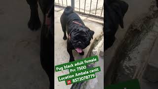 Pug Black available at Dog loves you kennel Ambala cantt [upl. by Toland253]