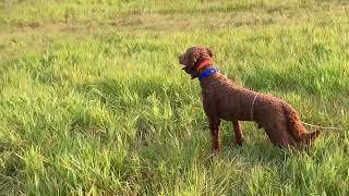 Northwest Sporting Doodle Pointing Dog training with F1B Hunting Labradoodle Finn [upl. by Cardon]