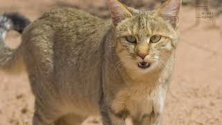 Interesting facts about African Wild Cat by Weird square [upl. by Ettenoj149]