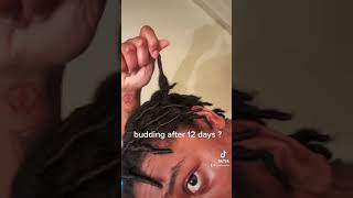 budding locs in 12 days hair viral locs [upl. by Aremihc302]