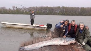 Pecanje na Savi i Dunavu kod Beograda  Pecanje soma smuÄ‘a bele ribe  Fishing catfish zander [upl. by Llenoj896]