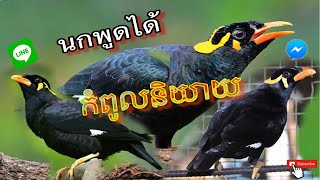 សារិកាចេះនិយាយ นกพูดได้ Amazing Talking Indian HillMynahBird bird sound [upl. by Annavahs]