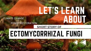 Forests Hidden Allies Ectomycorrhizal Fungi [upl. by Brelje]