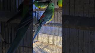 Red rumped parrot 😍😍😍 birds lovebirds viralvideo shorts [upl. by Noellyn]