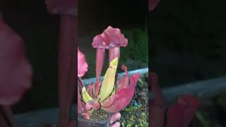 Sarracenia x chelsonii  S rubra x purpurea [upl. by Astrix]