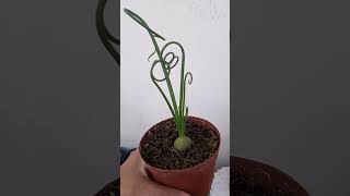 Albuca spiralis [upl. by Bitthia5]