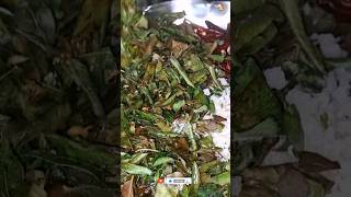 Karivepaku Podi in Telugushorts reels food subscribe yt ytshorts telugufoodlovers indianfood [upl. by Morie]