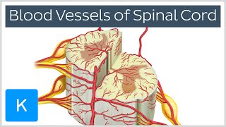 Blood Vessels of the Spinal Cord preview  Human Anatomy  Kenhub [upl. by Nirra480]