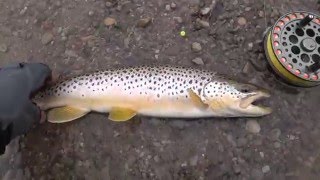 Truite brune  Remise à leau  Lomechuse guide de pêche aux salmonidés  Rivières du lac Ontario [upl. by Radu]