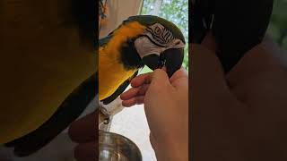 Beak molting macaw shorts [upl. by Izawa364]