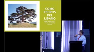 quotComo cedros del Líbanoquot Enseñanza Like cedars of Lebanon [upl. by Solitta]