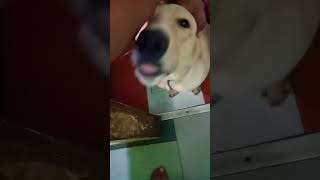 Gans Good morning subscribe viralvideo labradorBelgian [upl. by Efren398]