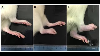 Determination of Pharmacological Screening for Anti arthritic Potential of Moringa oleifera in Rats [upl. by Wesley259]