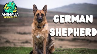 German Shepherd Facts You Have To Know Now [upl. by Sinegold]