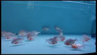 A group of piranhas eating loaches [upl. by Healy]