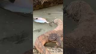 Komodo tries to catch stranded fish [upl. by Anirt923]