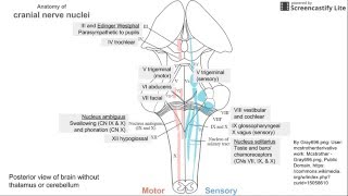 Anatomy of Cranial Nerve Nuclei [upl. by Nellad]