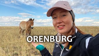 Wild steppes of EuropeAsia border and Przewalski’s horses  Orenburg Russia [upl. by Abie979]