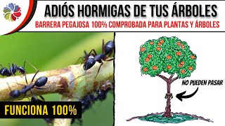 🐜 ELIMINA el 100 de las HORMIGAS en tus ÁRBOLES con ESTA TRAMPA PEJAGOSA  ¡NO FALLA [upl. by Adihsar]