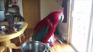 Cute Greenwing Macaw Parrot Singing Happy Birthday [upl. by Nelak]