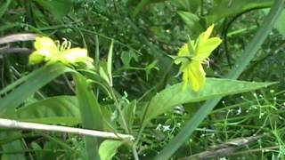 MyNature Apps Identifying Fringed Loosestrife Lysimachia ciliata [upl. by Kcirrag756]