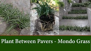 How to Grow Dwarf Mondo Grass Between Pavers or Stepping Stones [upl. by Duer]