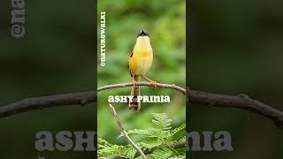 Bird Sounds Yellow Warbler Song Sparrow Ashy Prinia and Sunbird [upl. by Groves762]